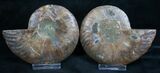 Cut and Polished Ammonite Pair #8008-1